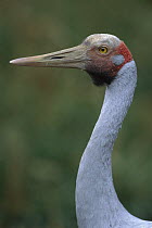 Brolga (Grus rubicunda) crane portrait, Australia
