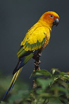 Sun Parakeet (Aratinga solstitialis), native to South America