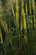 Grass with dew drops, Myakka River State Park, Florida