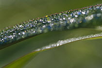 Grass with dew drops, Australia