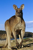 Eastern Grey Kangaroo (Macropus giganteus) on beach, Murramarang National Park, Australia
