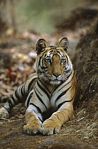 Bengal Tiger (Panthera tigris tigris) 20 month old female cub resting, Bandhavgarh National Park, India