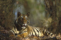 Bengal Tiger (Panthera tigris tigris) 20 month old male cub resting, Bandhavgarh National Park, India