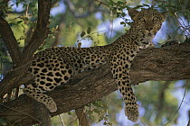 Leopard (Panthera pardus) resting in tree, Moremi Game Reserve, Botswana
