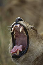 African Lion (Panthera leo) cub yawning, Moremi Game Reserve, Botswana