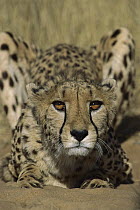 Cheetah (Acinonyx jubatus) in a pouce pose, rehabilitation center, Namibia