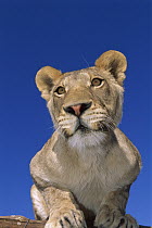 African Lion (Panthera leo) female portrait in rehabilitation center, Namibia
