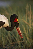 Saddle-billed Stork (Ephippiorhynchus senegalensis) female foraging, Okavango Delta, Botswana