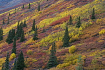 Autumn in the Ogilvie Mountains near the Dempster Highway, Yukon, Canada