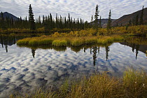 Reflection of clouds in small lake along boreal forest, Ogilvie Mountains, Yukon, Canada