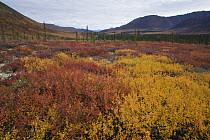 Autumn in the Ogilvie Mountains near the Dempster Highway, Yukon, Canada