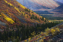 Autumn in the Ogilvie Mountains and boreal forest near the Dempster Highway, Yukon, Canada
