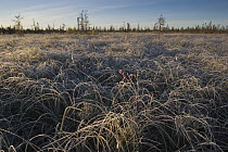 Grass covered with hoar frost, Yukon, Canada