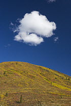 Cloud in blue sky above mountain in autumn colors, Yukon, Canada