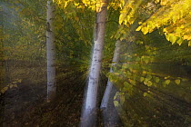 Quaking Aspen (Populus tremuloides) trees in autumn, Canada