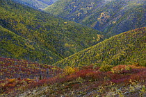 Autumn colors on hills along the Top of the World Highway between Dawson City, Yukon, and Tok, Alaska