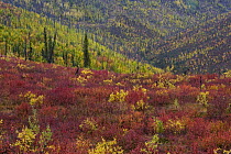 Autumn colors on hills along the Top of the World Highway between Dawson City in the Yukon Territory, Canada and Tok, Alaska