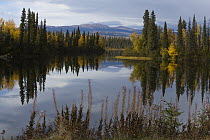 Dragon Lake and boreal forest in autumn, Yukon Territory, Canada