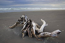 Large driftwood root on sandy beach south of Cape Foulwind, New Zealand