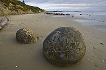 Moeraki Boulders, an example of septarian concretions, Koekohe Beach, New Zealand