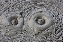 Mud pot, Waiotapu thermal area, New Zealand