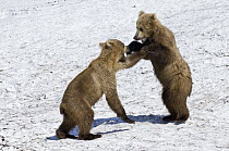 Brown Bear (Ursus arctos) cubs play fighting, Kamchatka, Russia