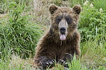 Brown Bear (Ursus arctos) with tongue sticking out, Kamchatka, Russia