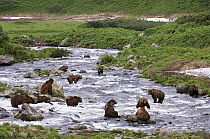 Brown Bear (Ursus arctos) group foraging for salmon, normally solitary they may congregate at fishing rivers, Kamchatka, Russia