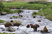 Brown Bear (Ursus arctos) group foraging for salmon, normally solitary they may congregate at fishing rivers, Kamchatka, Russia