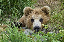 Brown Bear (Ursus arctos) cub, Kamchatka, Russia