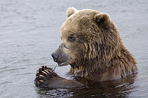 Brown Bear (Ursus arctos) stripping meat of fish bone, Kamchatka, Russia