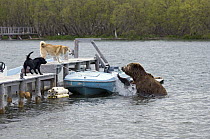 Brown Bear (Ursus arctos) in river near human encampment with domestic dogs barking at it, Kamchatka, Russia