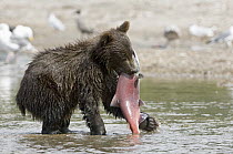 Brown Bear (Ursus arctos) cub with caught salmon, Kamchatka, Russia
