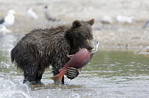 Brown Bear (Ursus arctos) cub with caught salmon, Kamchatka, Russia