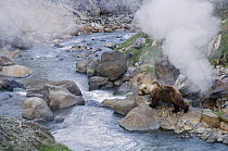Brown Bear (Ursus arctos) near geysers, Kamchatka, Russia