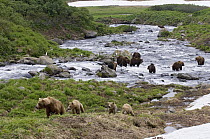 Brown Bear (Ursus arctos) mother and cubs leaving fishing stream where other adults are still hunting, Kamchatka, Russia