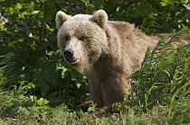 Brown Bear (Ursus arctos) portrait, Kamchatka, Russia