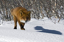 Red Fox (Vulpes vulpes) hunting, Kamchatka, Russia