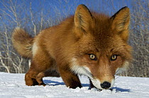 Red Fox (Vulpes vulpes) smelling snow, Kamchatka, Russia