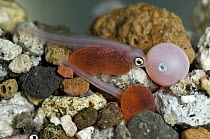 Sockeye Salmon (Oncorhynchus nerka) egg and alevins, Kamchatka, Russia