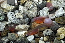 Sockeye Salmon (Oncorhynchus nerka) alevins hiding in gravel, Kamchatka, Russia