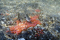Arctic Char (Salvelinus alpinus) young feeding on Sockeye Salmon (Oncorhynchus nerka) eggs, Kamchatka, Russia