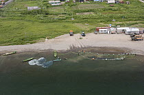 Sockeye Salmon (Oncorhynchus nerka) caught by fishermen near shore, Kamchatka, Russia