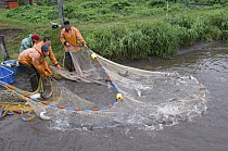 Sockeye Salmon (Oncorhynchus nerka) caught by fishermen near shore, Kamchatka, Russia