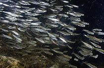 Sockeye Salmon (Oncorhynchus nerka) parrs, Kamchatka, Russia