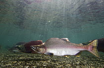 Pink Salmon (Oncorhynchus gorbuscha) male and Sockeye Salmon (Oncorhynchus nerka) males in breeding coloration and morphology, Kamchatka, Russia
