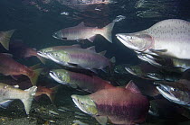 Sockeye Salmon (Oncorhynchus nerka) male and females as well as a Pink Salmon (Oncorhynchus gorbuscha) male in breeding coloration and morphology, Kamchatka, Russia