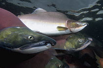 Sockeye Salmon (Oncorhynchus nerka) males and Pink Salmon (Oncorhynchus gorbuscha) male in breeding coloration and morphology, Kamchatka, Russia