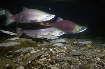 Sockeye Salmon (Oncorhynchus nerka) male and Pink Salmon (Oncorhynchus gorbuscha) males in breeding coloration and morphology, with other juvenile salmonids swimming close by, Kamchatka, Russia