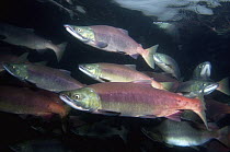 Sockeye Salmon (Oncorhynchus nerka) males and females in breeding coloration and morphology, Kamchatka, Russia